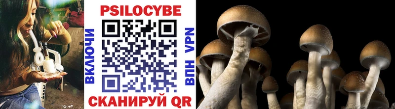 Псилоцибиновые грибы Psilocybe  Купить закладки  Гусев 